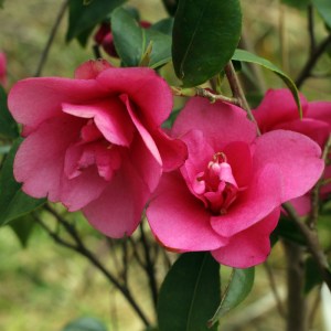 Camellia 'Gay Baby'