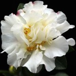 Camellia sasanqua 'Gay Sue'