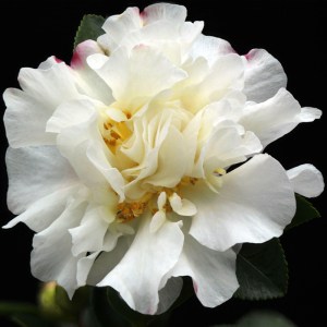 Camellia sasanqua 'Gay Sue'