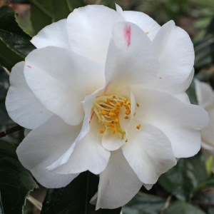 Camellia japonica 'Geisha Girl'