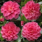 Camellia japonica 'General George Patton'