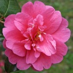 Camellia x williamsii 'George Blandford'