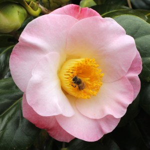 Camellia japonica 'Gertrude Preston'