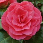 Camellia japonica 'Giuseppina Pieri'