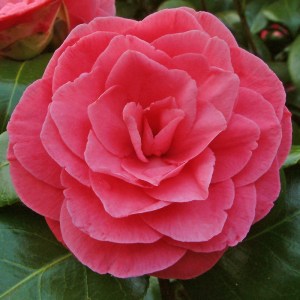 Camellia japonica 'Giuseppina Pieri'