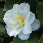 Camellia japonica 'Gold Tone'