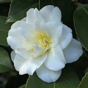 Camellia japonica 'Gold Tone'