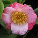 Camellia japonica 'Goshozakura'