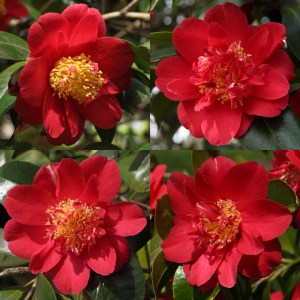 Camellia japonica 'Goshoguruma'