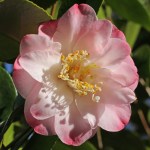 Camellia japonica 'Grace Bunton'