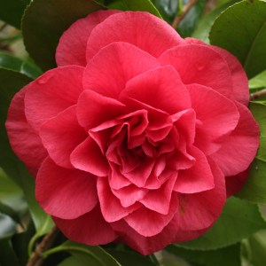 Camellia japonica 'Granada'