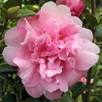 Camellia x williamsii 'Grand Jury'