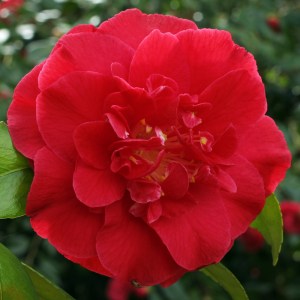 Camellia japonica 'Grand Prix'