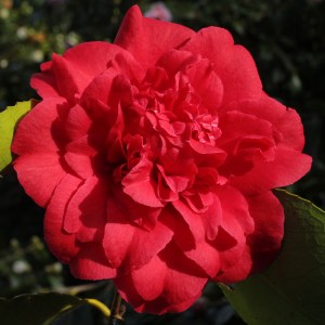 Camellia japonica 'Grand Slam'