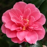 Camellia japonica 'Grandeur'