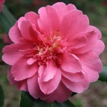 Camellia japonica 'Granite Dells'