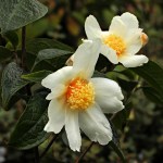 Camellia granthamiana