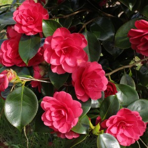 Camellia japonica 'Great Eastern'