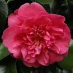 Camellia japonica 'Guest of Honour'