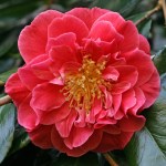 Camellia japonica 'Guilio Nuccio'