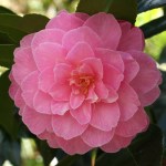 Camellia x williamsii 'Gwavas'