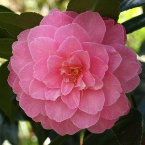 Camellia x williamsii 'Gwavas'