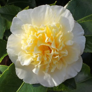 Camellia japonica 'Gwenneth Morey'