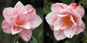 Camellia japonica 'Haru-no-utena'