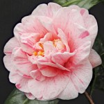 Camellia japonica 'Helenor'