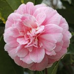 Camellia japonica 'High Hat'
