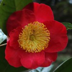 Camellia 'Higo-shagetsu'