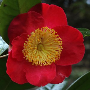 Camellia 'Higo-shagetsu'