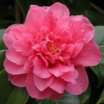 Caellia japonica 'Her Majesty Queen Elizabeth II'