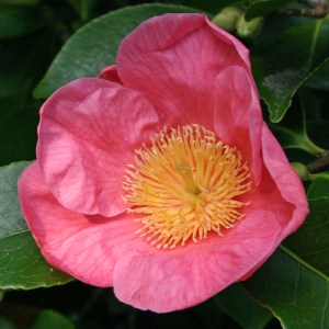 Camellia 'Hooker'