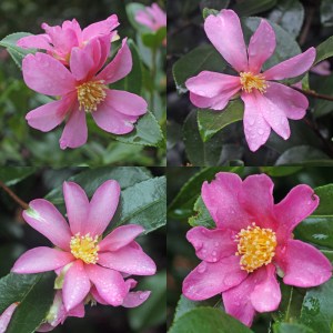 Camellia sasanqua 'Hugh Evans'