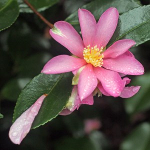 Camellia sasanqua 'Hugh Evans'
