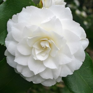 Camellia japonica 'Imbricata Alba'