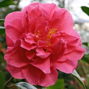 Camellia 'Innovation'