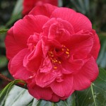 Camellia japonica 'J.J. Whitfield'