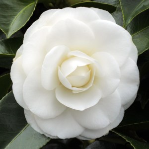 Camellia japonica 'Janet Waterhouse'