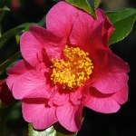 Camellia x williamsii 'Janie Anderson'