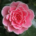Camellia japonica 'Jean Clere'