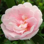 Camellia sasanqua 'Jean May'