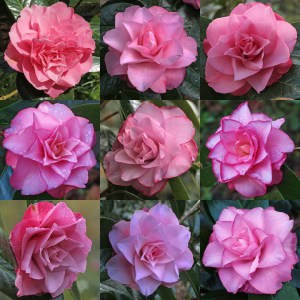 Camellia japonica 'Joe Nuccio'