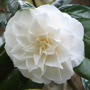 Camellia 'John Hunt'