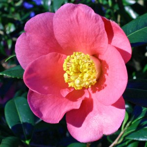 Camellia x williamsii 'John Pickthorn'