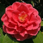 Camellia japonica 'Josephine Hearn'