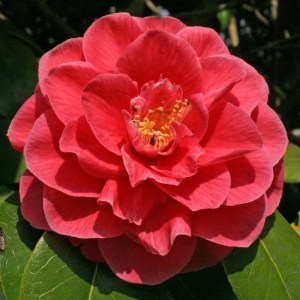 Camellia japonica 'Josephine Hearn'