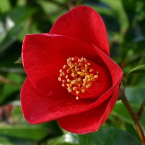 Camellia x williamsii 'Joyful Bells'