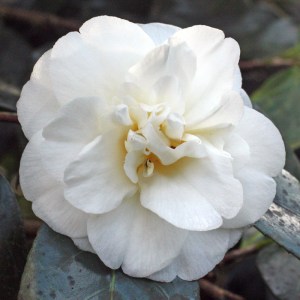 Camellia japonica 'Julia Dial'